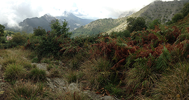 Carrara Foliage Pano